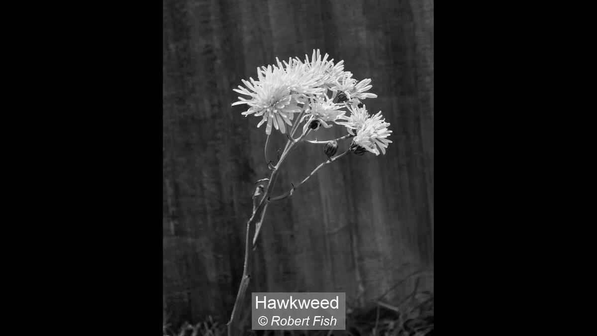 17_Hawkweed_Robert Fish